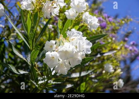 NERIUM Oleander en fleur blanc fleurs bleu ciel, Sydney, Australie sur un jour de summers Banque D'Images