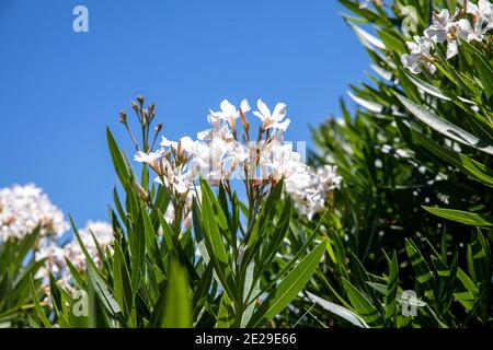 Arbuste à l'Oleander NERIUM avec fleurs blanches en fleur contre bleu Sky, Sydney, Australie Banque D'Images