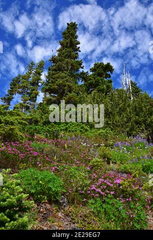 Treescape Flower Ridge, parc provincial Strathcona Banque D'Images