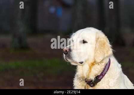 portrait de golden retriever dans la forêt d'automne Banque D'Images