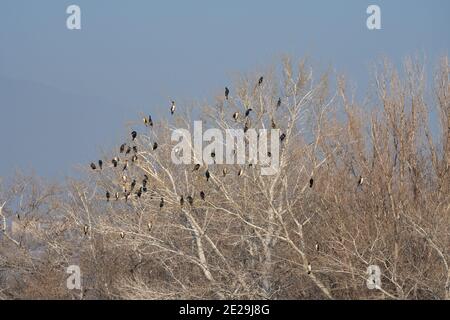 Colonie de cormorans assis sur les branches d'un arbre Banque D'Images