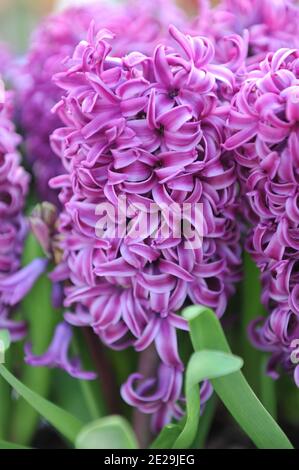 Jacinthe (jacinthus orientalis) La sensation pourpre fleurit dans un jardin en avril Banque D'Images