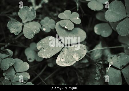 Feuilles sauvages Oxalis photo de gros plan, vert sauvage fond naturel Banque D'Images