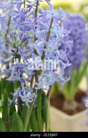 Jacinthe (jacinthus orientalis) Le festival bleu fleurit dans un jardin en avril Banque D'Images