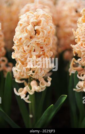 Jacinthe orange (jacinthus orientalis) La pénombre fleurit dans un jardin  en avril Photo Stock - Alamy