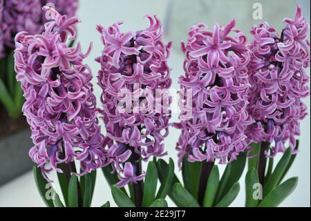 Jacinthe rose lilas (jacinthus orientalis) Paul Hermann fleurit dans un pot dans un jardin Avril Banque D'Images