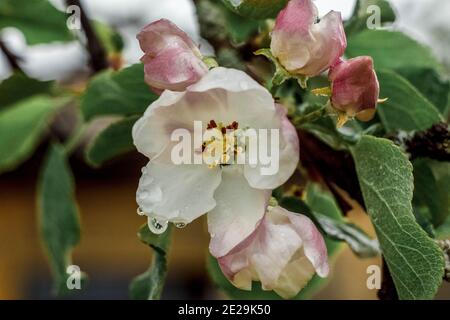 Pétales roses de fleurs de pomme sur les branches avec des feuilles vertes au printemps. Mise au point sélective Banque D'Images