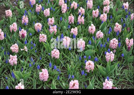 Jacinthe rose (jacinthus orientalis) Prince d'Amour et jacinthe de raisin bleu (Muscari armeniacum) Floraison dans un jardin en avril Banque D'Images