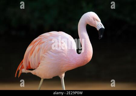 Flamingo du Chili (Phoenicopterus chilensis) Un flamant chilien debout et isolé sur un fond naturel Banque D'Images