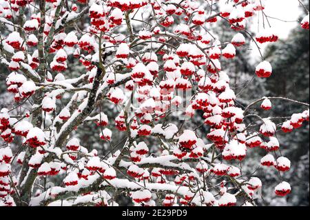 Beaucoup de framboises enneigées (Sorbus aucuparia), Suède Banque D'Images