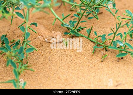 Agama à tête craquée enfouie dans le sable de steppe. Banque D'Images