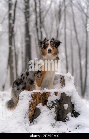 berger australien assis dans la neige sur l'arbre Banque D'Images