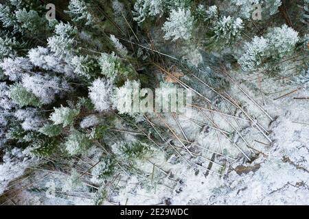 Dommages causés par la tempête dans les bois suédois givré Banque D'Images