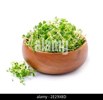 Arugula Microgreen pousses macro isolatd sur fond blanc. Banque D'Images