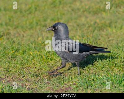 Jackdaw Corvus monedula se nourrissant sur les terres agricoles Norfolk Royaume-Uni Banque D'Images