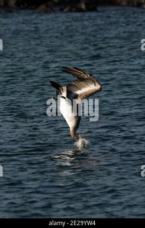 Plongée sous-marine pélican brune sur la côte de l'île de Mosquera dans l'archipel des Galapagos. Banque D'Images