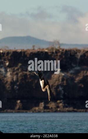 Plongée sous-marine pélican brune sur la côte de l'île de Mosquera dans l'archipel des Galapagos. Banque D'Images
