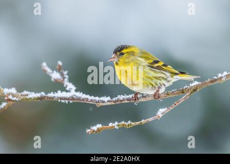 Siskin eurasien - Carduelis spinus, magnifique oiseau perching des forêts et jardins européens, Zlin, République tchèque. Banque D'Images