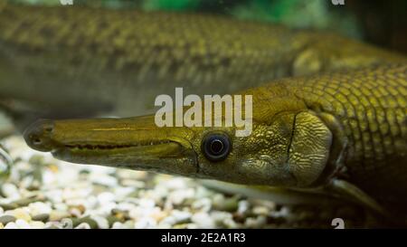 Gros plan d'un poisson tacheté ou d'un Lepisosteus oculatus photographié dans un aquarium Banque D'Images