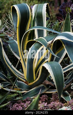 Mature Agave americana Variegata croissant dans un jardin de Cornwall. Banque D'Images