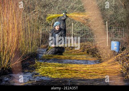 Annemarie O'Sullivan, fabricant de paniers basé à East Sussex, avec son équipe récoltant du saule dans la périphérie du village de Horam pour la fabrication de paniers, en Angleterre Banque D'Images