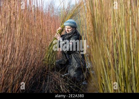 Annemarie O'Sullivan, fabricant de paniers basé à East Sussex, avec son équipe récoltant du saule dans la périphérie du village de Horam pour la fabrication de paniers, en Angleterre Banque D'Images