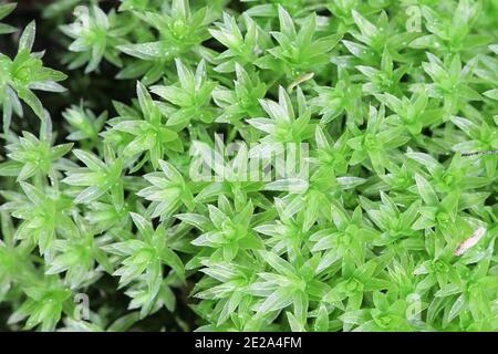 Le Hornum de Mnium, connu sous le nom de Thyme-moss de cou de cygne Banque D'Images