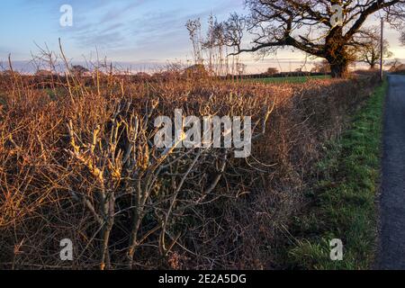 hedgerow taillé à Wyaston, Derbyshire Banque D'Images