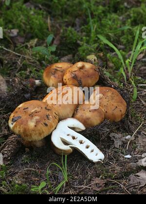 Russula foetens, connu sous le nom de Russula puant ou Brittlegill puant, de la Finlande aux champignons sauvages Banque D'Images