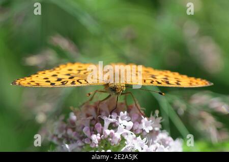 Frise brune élevée, Fabriciana adippe, se nourrissant de valériane commune, Valeriana sambucifolia Banque D'Images