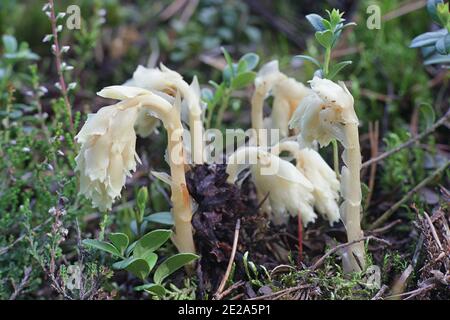 Dutchman, Hypopitys monotropa (syn. Monotropha hypopitys), plante parasite sauvage non chlorophyllienne de Finlande Banque D'Images