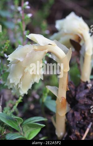 Dutchman, Hypopitys monotropa (syn. Monotropha hypopitys), plante parasite sauvage non chlorophyllienne de Finlande Banque D'Images