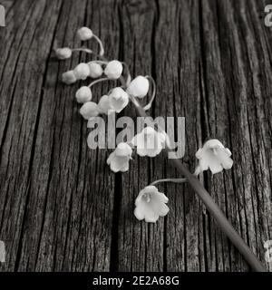 Fleur blanche de muguet sur la vieille planche de bois gris était fissuré. Focus sélectif. square photo image noir et blanc. Banque D'Images