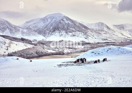 Bétail se nourrissant dans les champs au-dessus de Loweswater, Lake District Banque D'Images