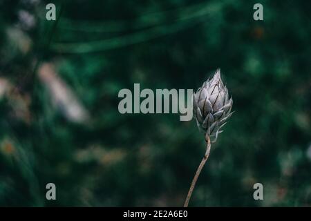 fleur sans pétales de carananche caerulea sur fond sombre Banque D'Images