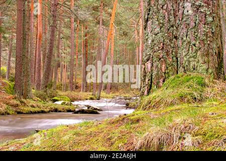 Eresma River, Scot Pine Forest, Parc national de Guadarrama, Segovia, Castille et Leon, Espagne, Europe Banque D'Images