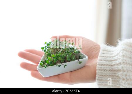 Microverts de graines de radis germées. Jour de la Terre. Germination des graines à la maison. Espace pour le texte. Concept Vegan et saine alimentation. Pousses en croissance Banque D'Images