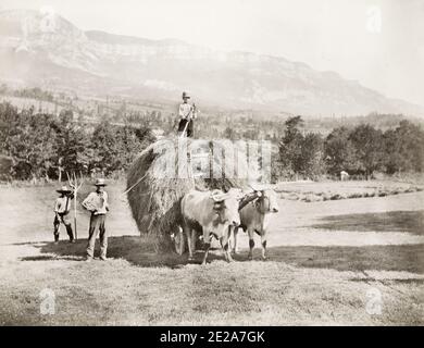 Photographie du XIXe siècle : France, région d'Aix-les-bains, agriculture, agriculteurs, agriculture, récolte de foin sur un wagon tiré par deux boeufs, bovins, taureaux, image c.1890. Banque D'Images