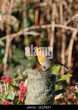 Un Robin européen (erithacus rubecula) perché sur une bûche dans un jardin rural à Wakefield, dans le West Yorkshire, le matin d'hiver froid. Banque D'Images