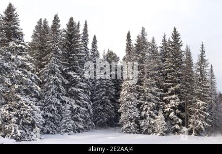 Forêt d'hiver sauvage enneigée Banque D'Images