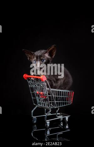 Petit chaton de race orientale de chat de couleur ébène solide assis dans un petit panier de supermarché de jouet sur fond noir. Concept de magasin d'animaux Banque D'Images