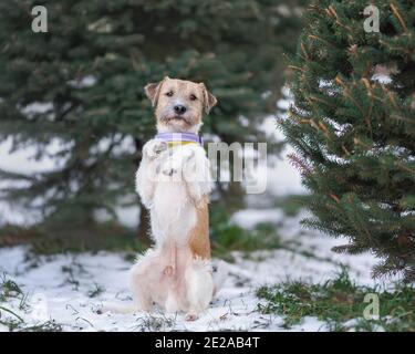 Portrait du jeune chien de parson russell terrier race près sapin à la nature d'hiver faisant quelques trucs drôles Banque D'Images