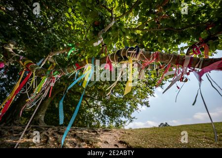 Arbres mythiques de JRR Tolkien à Avebury, Wiltshire, Royaume-Uni. Banque D'Images