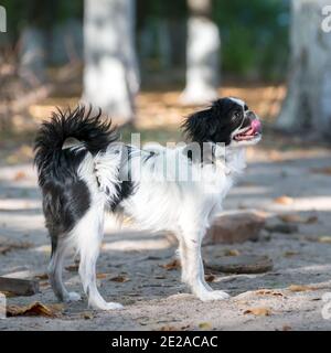 Chien japonais, chiot de six mois, debout sur le sol de sable. Banque D'Images