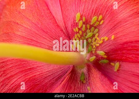 Pucerons (mouche verte sur une fleur sauvage rouge. Connus sous le nom de poux de plante, les pucerons sont des nourrisseurs de plante spécialisés qui suce la sève des veines de plante. Ces femelle inse Banque D'Images