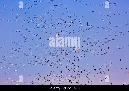 Un grand troupeau de pélicans avec un fond bleu ciel. Photographié en Israël en mars Banque D'Images