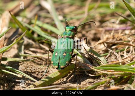 Coléoptère vert du tigre (Cicindela campestris), Royaume-Uni Banque D'Images