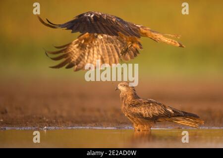 Cerf-volant noir (Milvus migrans) photographié en vol à la réserve naturelle d'Ein Afek, Israël, en octobre Banque D'Images