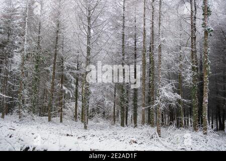 Laques européennes à feuilles caduques (Larix decidua) couvertes de neige dans une forêt du Devon rural, Angleterre, Royaume-Uni Banque D'Images