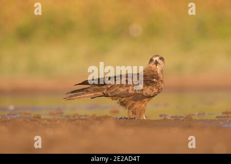 Cerf-volant noir (Milvus Migrans) près de l'eau photographié dans la réserve naturelle d'Ein Afek, Israël, en octobre Banque D'Images